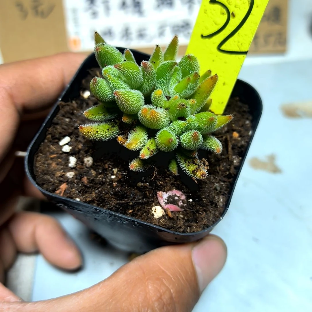 满6元包邮,#32绒针方盆多肉