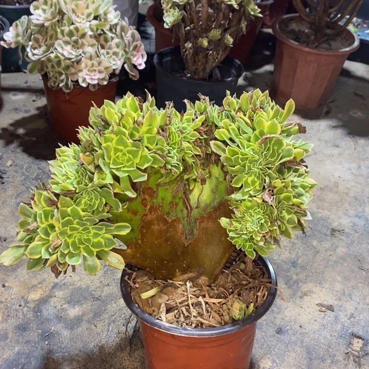 青檬锦缀多肉植物052
