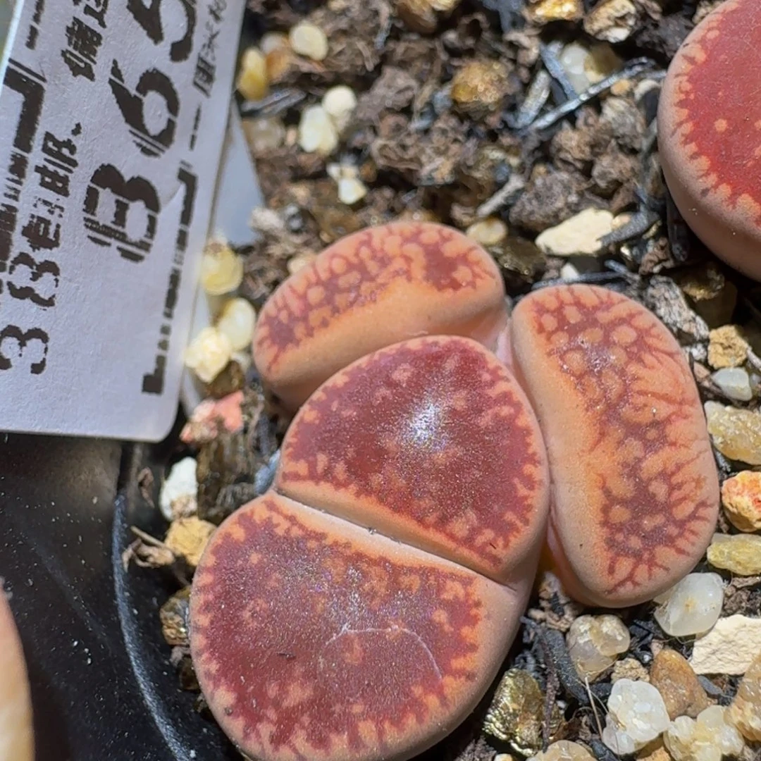 Ssss精品生石花865