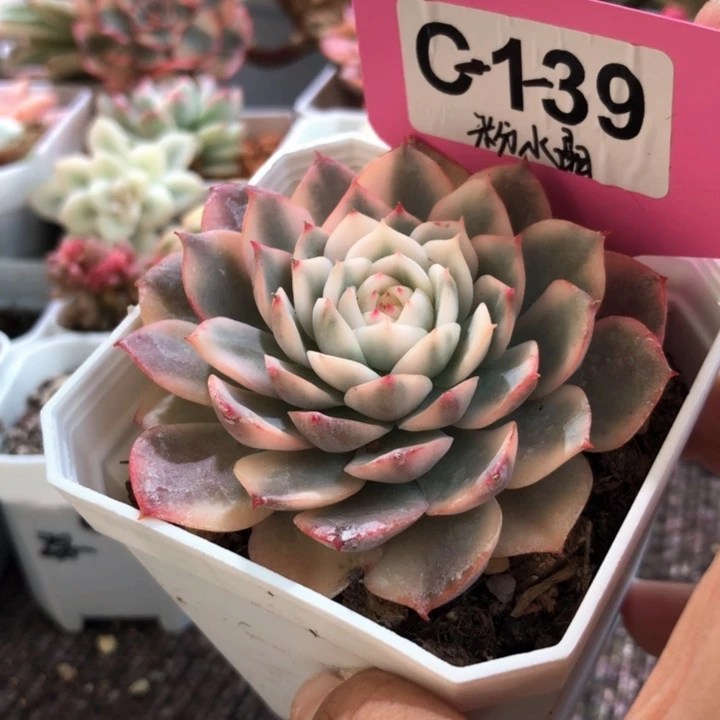 粉水晶覆轮锦有根