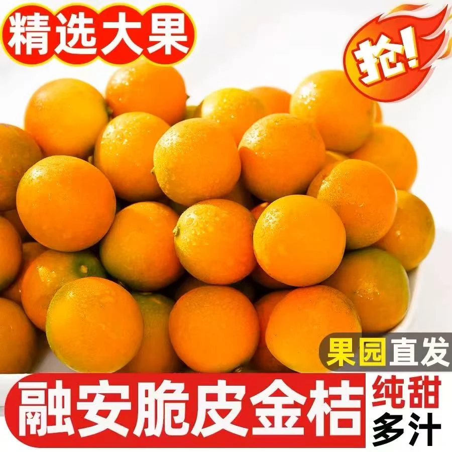 【现货速发】广西融安脆皮金桔鲜果第二代滑皮金桔香甜整箱包邮纯甜