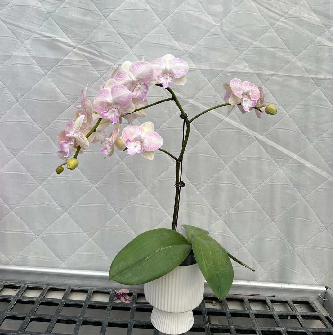 【彩蝶】3.5杯 蜡质花 （断侧枝不赔）