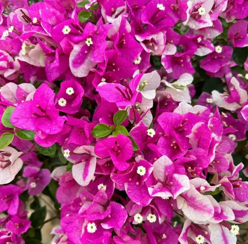 漳红樱加加州黄（福利款）