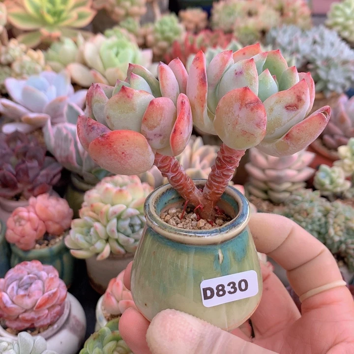 一物一拍含盆土满38包邮D830