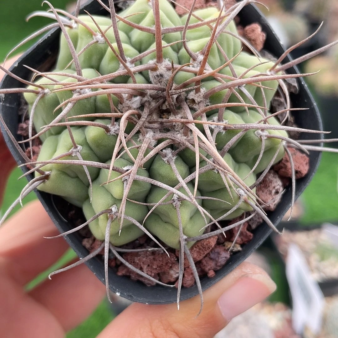 裸萼实生清货满 39 包邮，非偏远地区