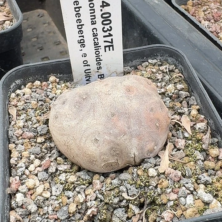 格加厚敦菊带7cm盆