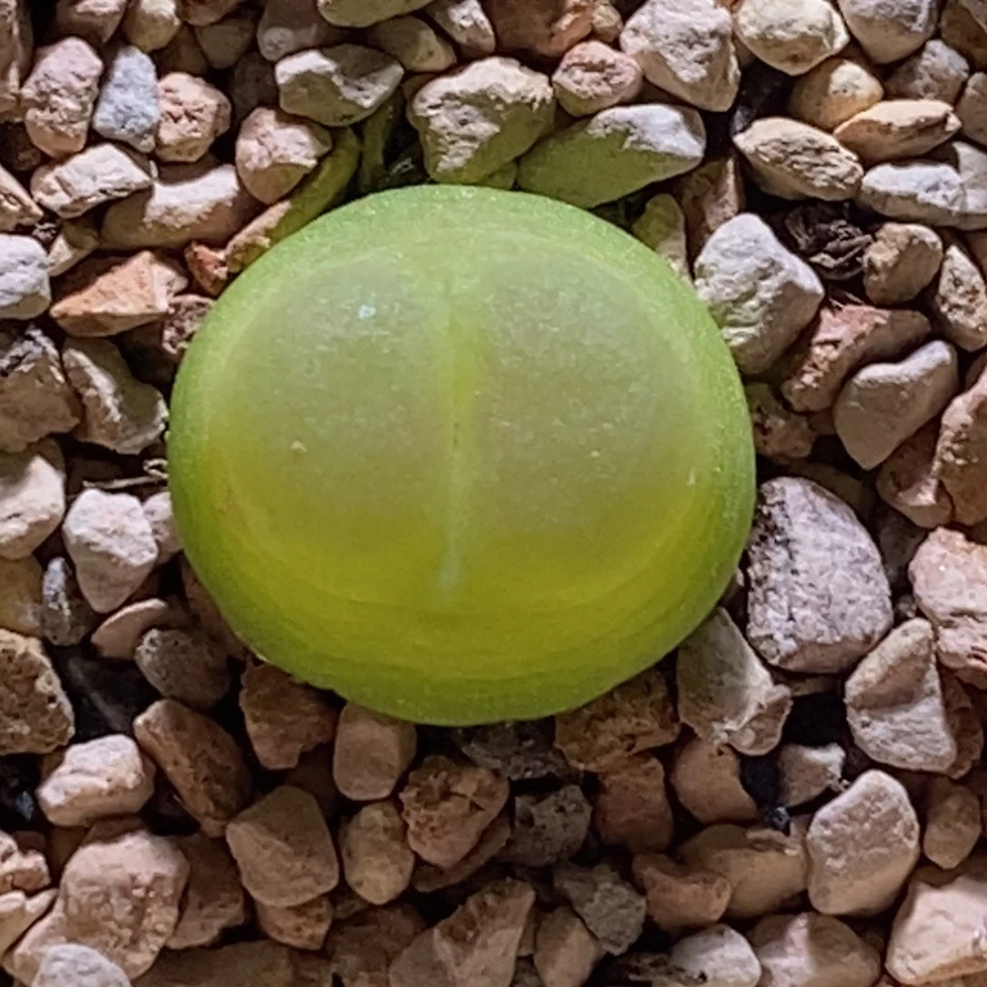 登登子登登子登登子