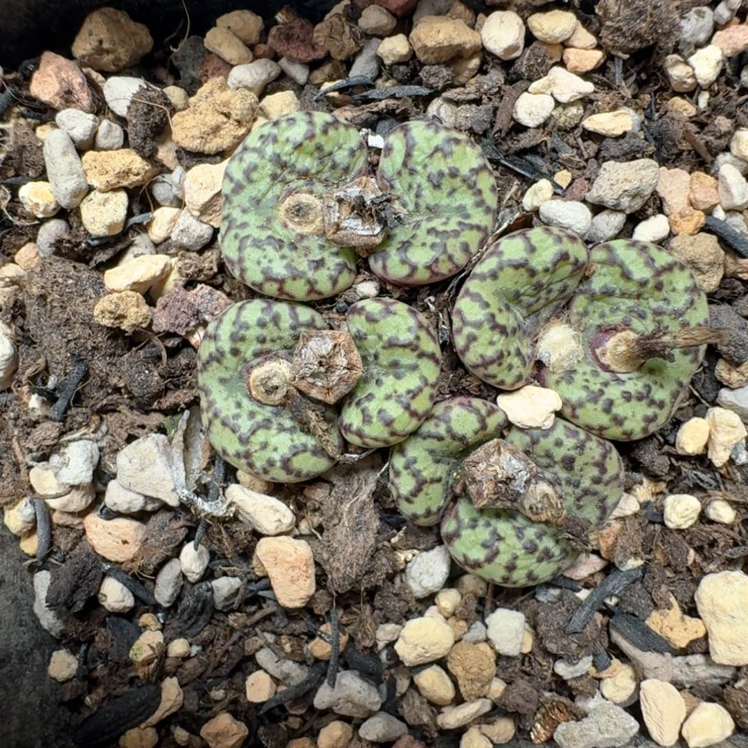 D92安贞群一颗带盆发货