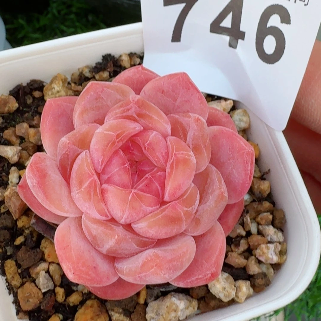 冰魄         精品多肉