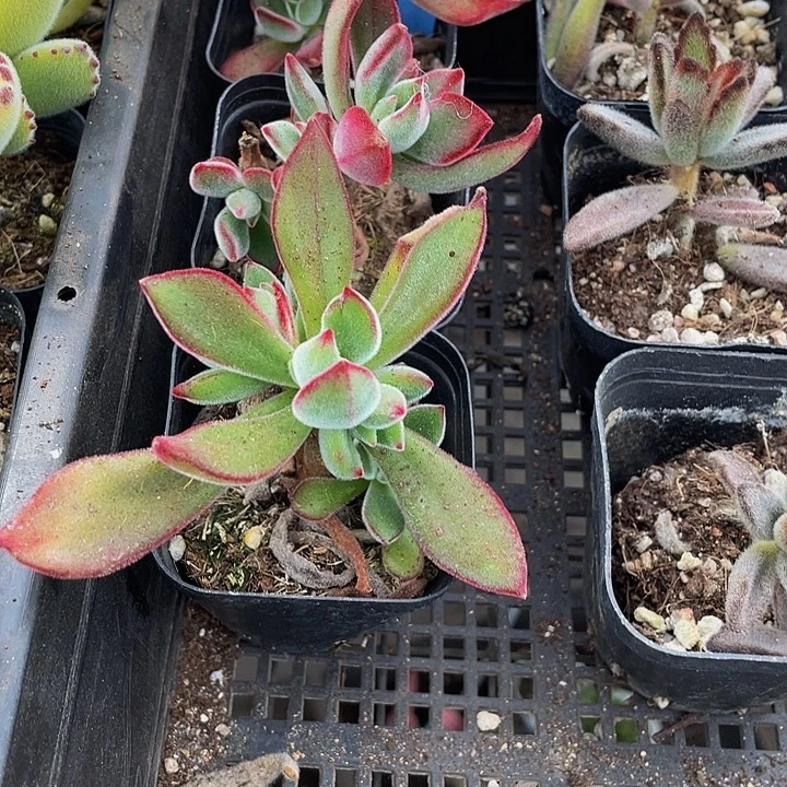 锦晃星带盆土发货
