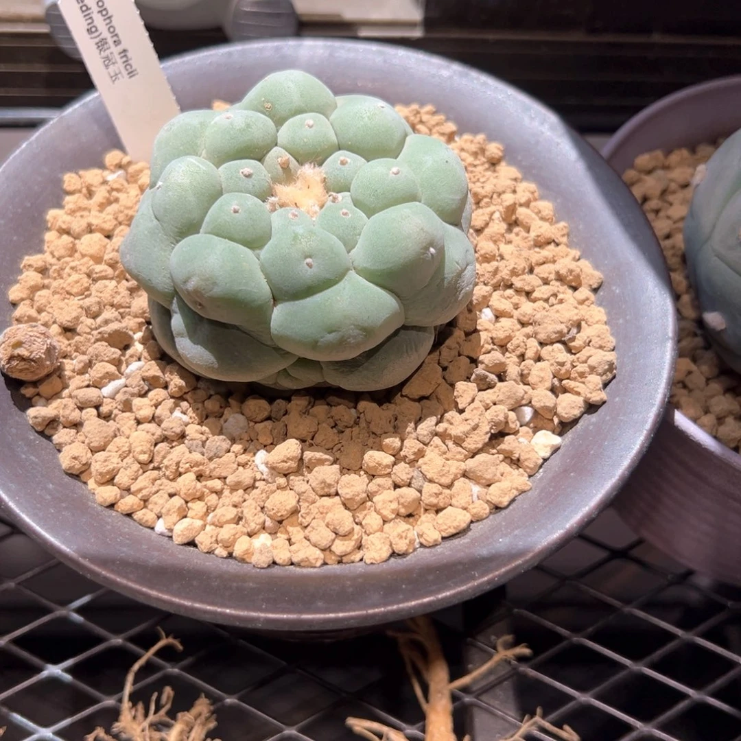 蓝白肌仲永b大角u