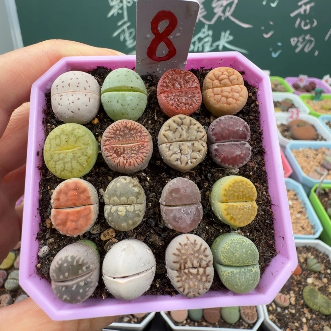 特价彩拼带盆土 8