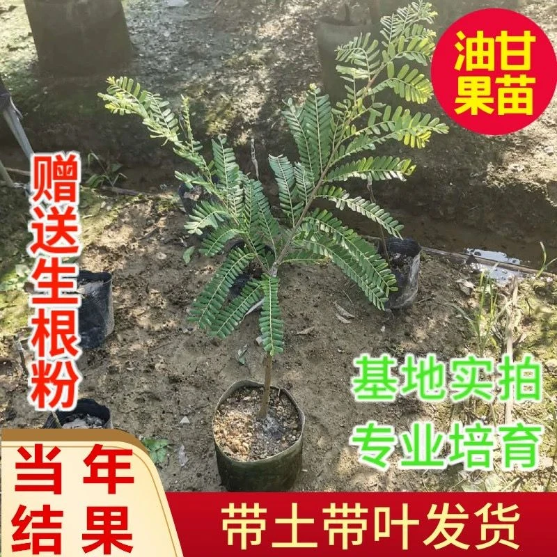 量大优惠大果甜油甘果苗原土带叶高产嫁接油牛甘子果树苗两季结果