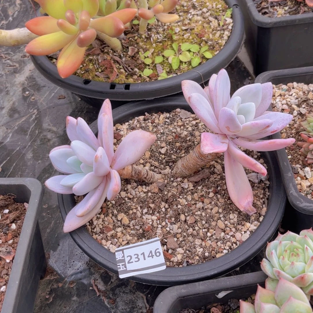 粉兔多肉植物23146
