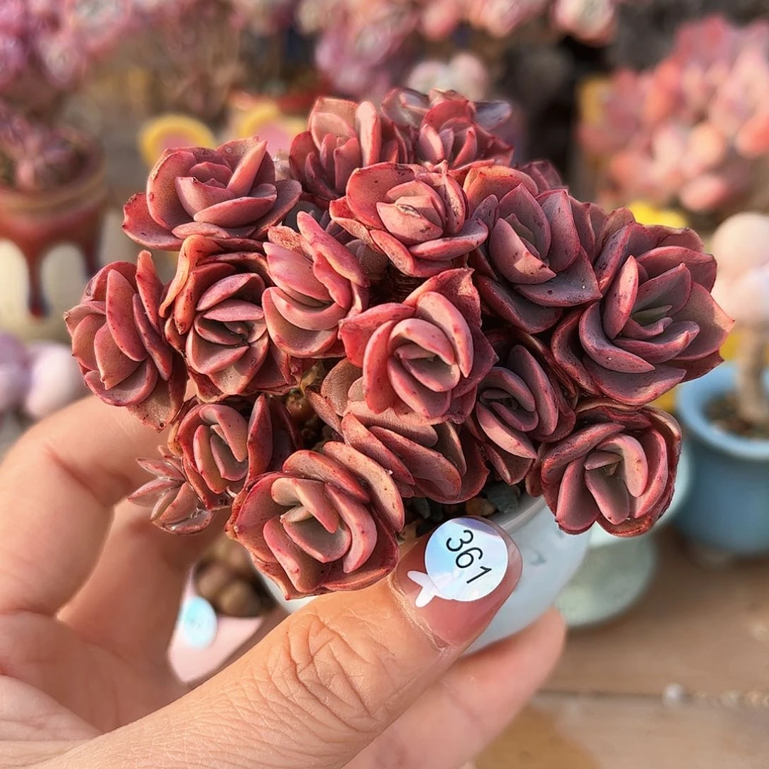 361 多肉含盆土30元除偏远