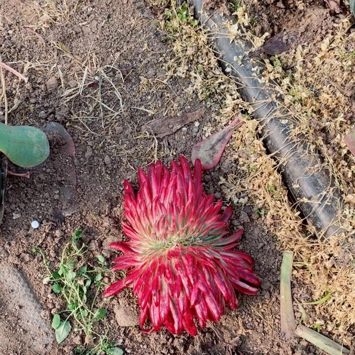 朱雀缀化缀化漂亮漂亮没根发货