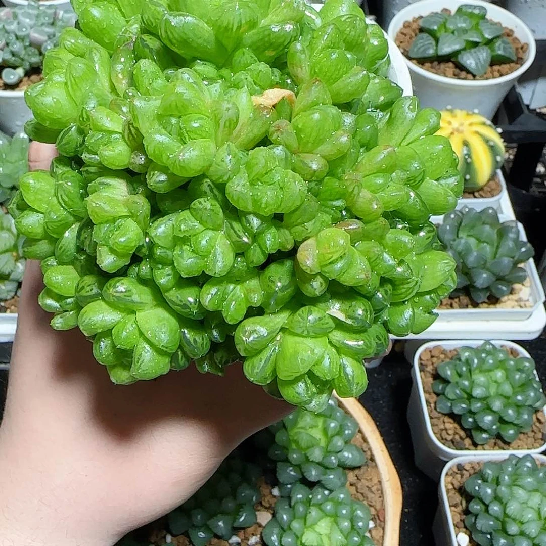 水晶玉露群原盆原土