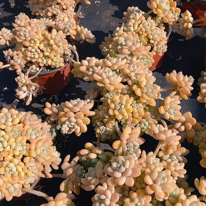 奶酪蛋糕，满18包邮