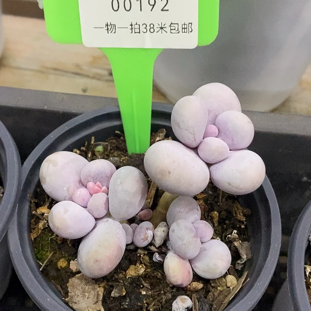 00192，low图姐姐咯哦魔芋