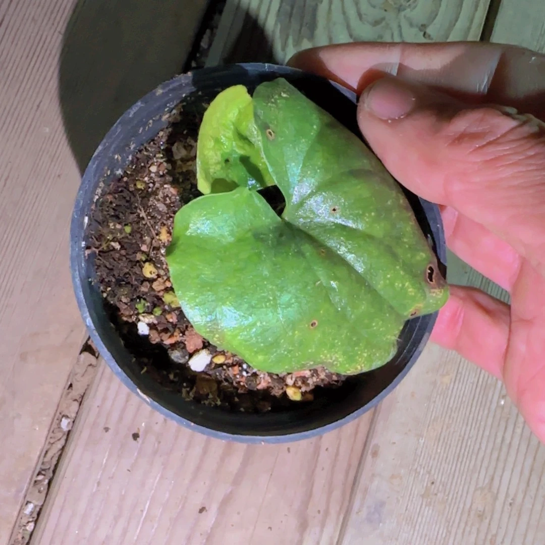 块根植物块根植物