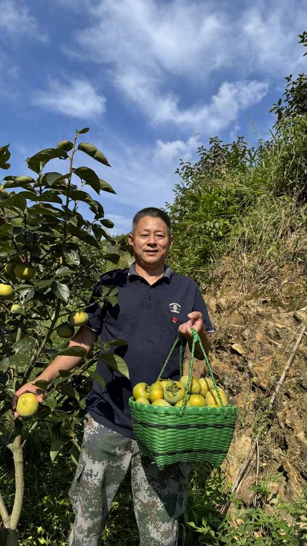 衢州开化高山太丘甜柿包邮当季水果4斤装