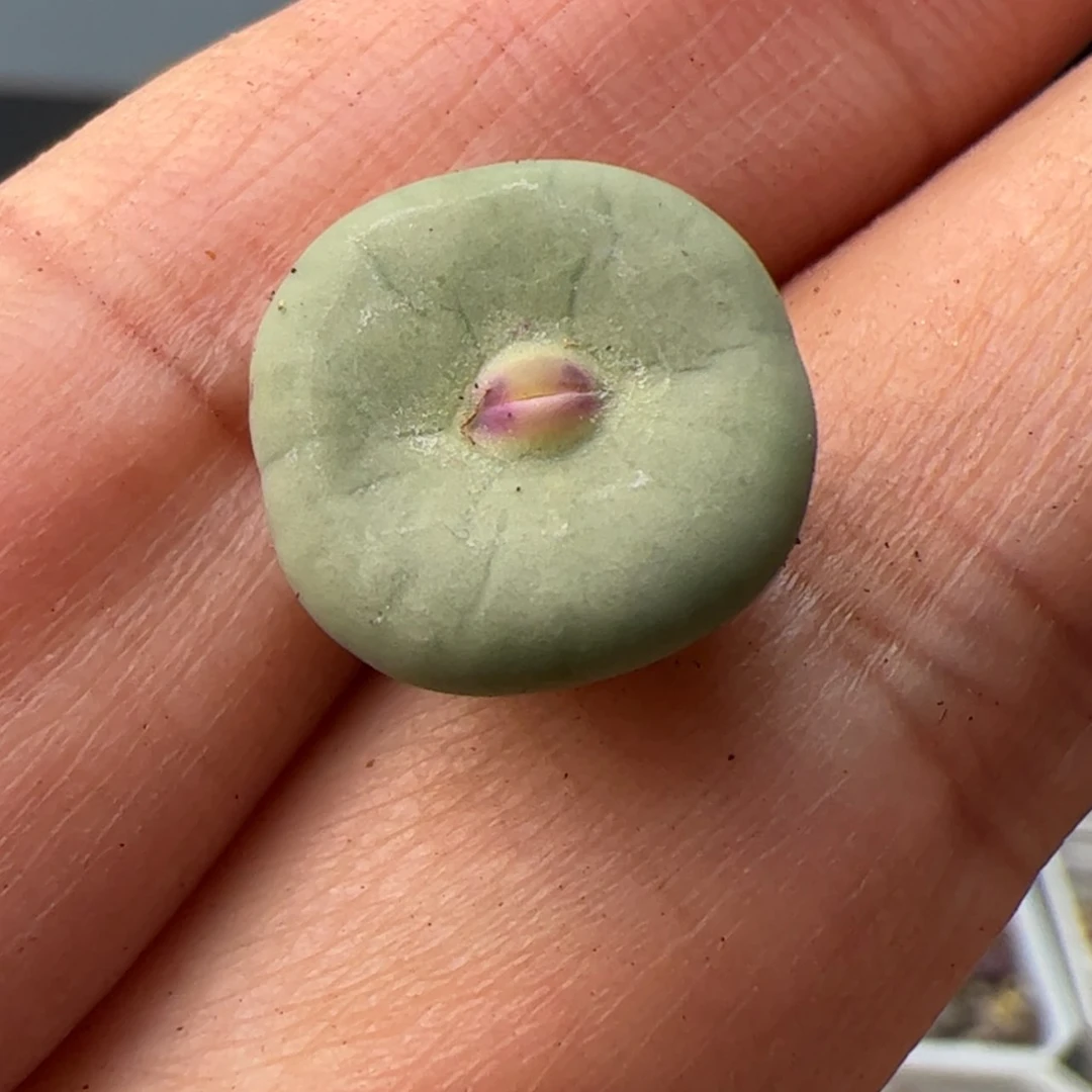 【闪购商品】0000000030