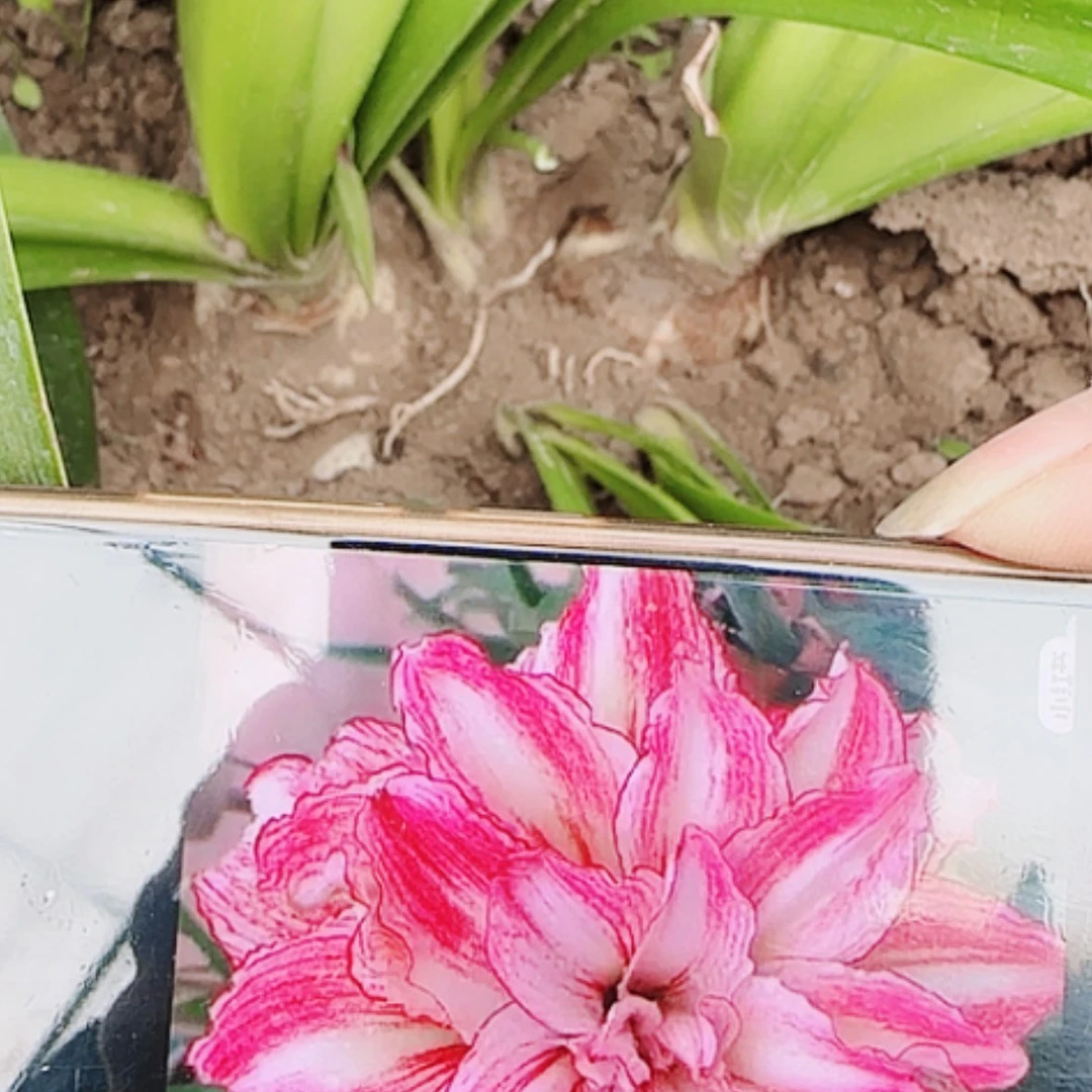 【闪购商品】无花朵安吉拉坨坨