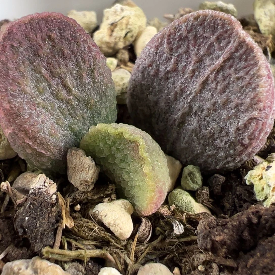 实生新品大苗多肉植物水泡