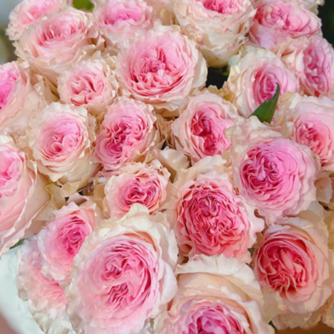 【洛神玫瑰10支】全场任意两单河南省内包邮到家