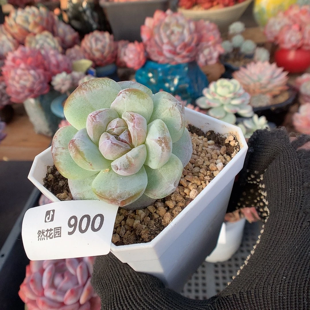 900冰玉石化多肉植物6666