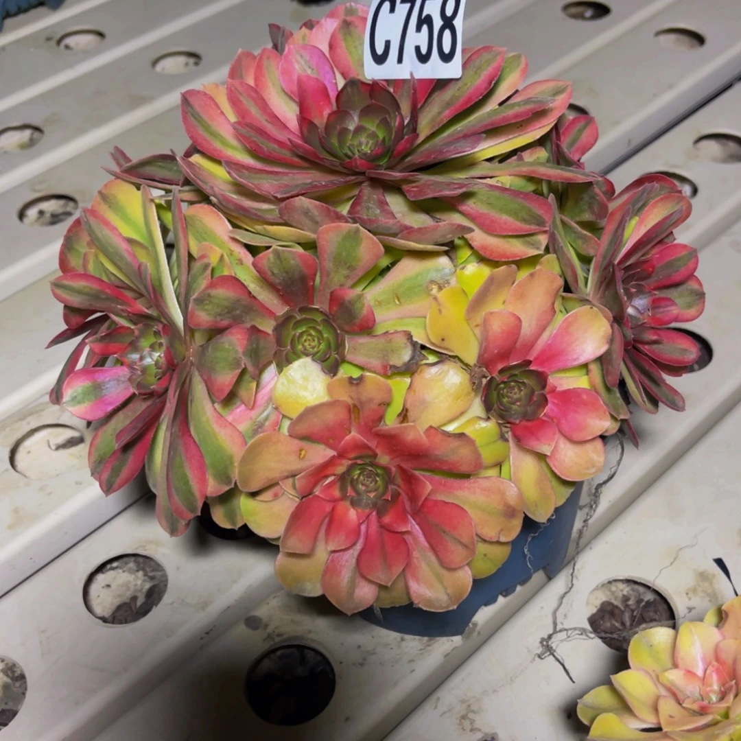 雨荷法师7////5包邮