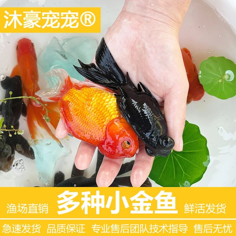 沐豪宠宠【运营推荐】混搭小金鱼冷水淡水鱼红国狮黑龙睛易活鱼耐养