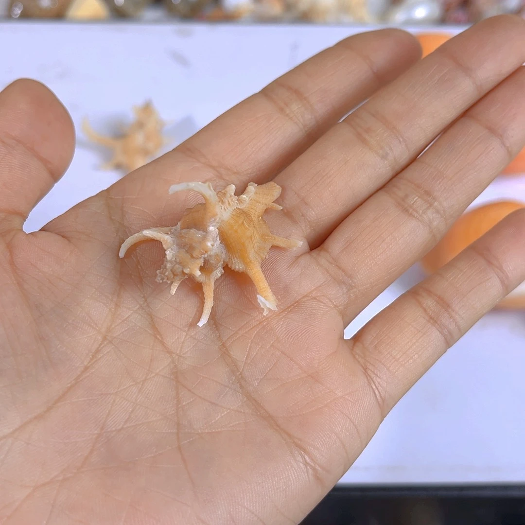 大理石磁石桃***乐天然贝壳海螺批发零售