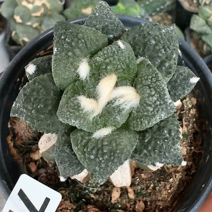 【闪购商品】无花朵M****m龙角怒724