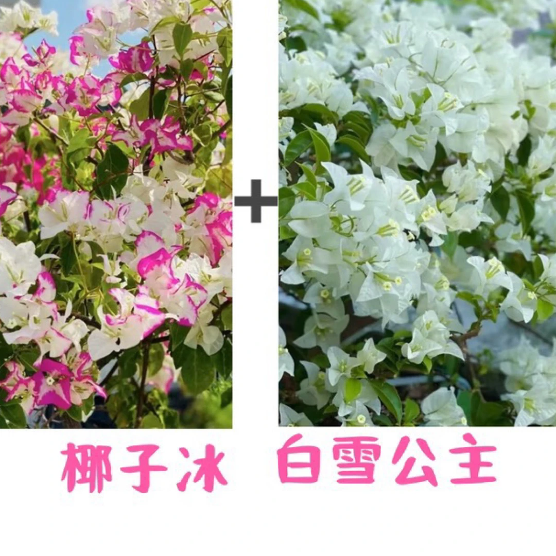 (椰子冰+白雪公主）到手2棵三角梅四季勤花可爬藤花卉鲜花盆栽
