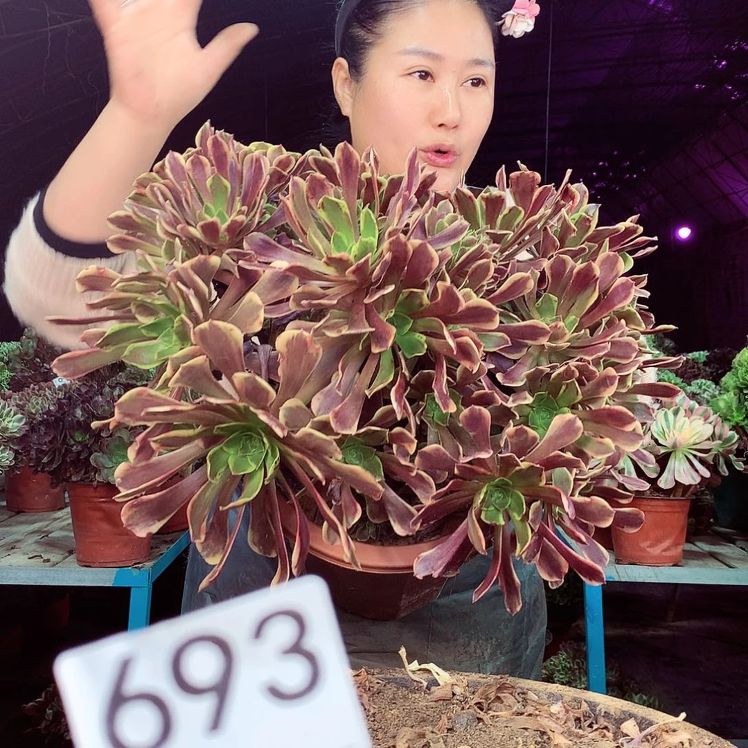 柒柒精品多肉脱土发货不包断侧枝处理693