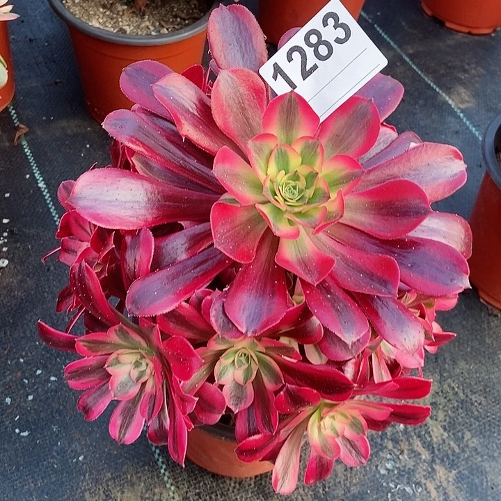 红陶1283美杜莎3多肉