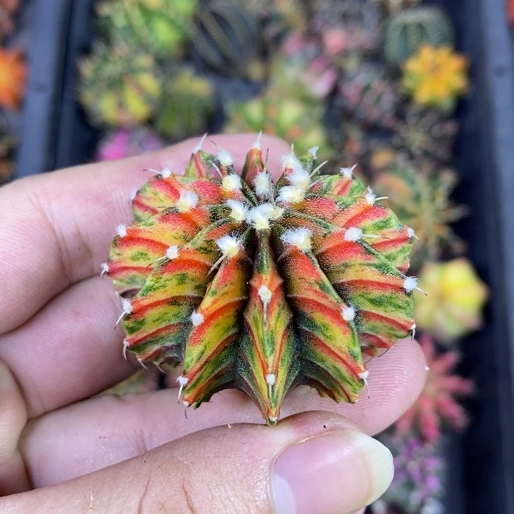 泰国进口精品纯肋骨锦