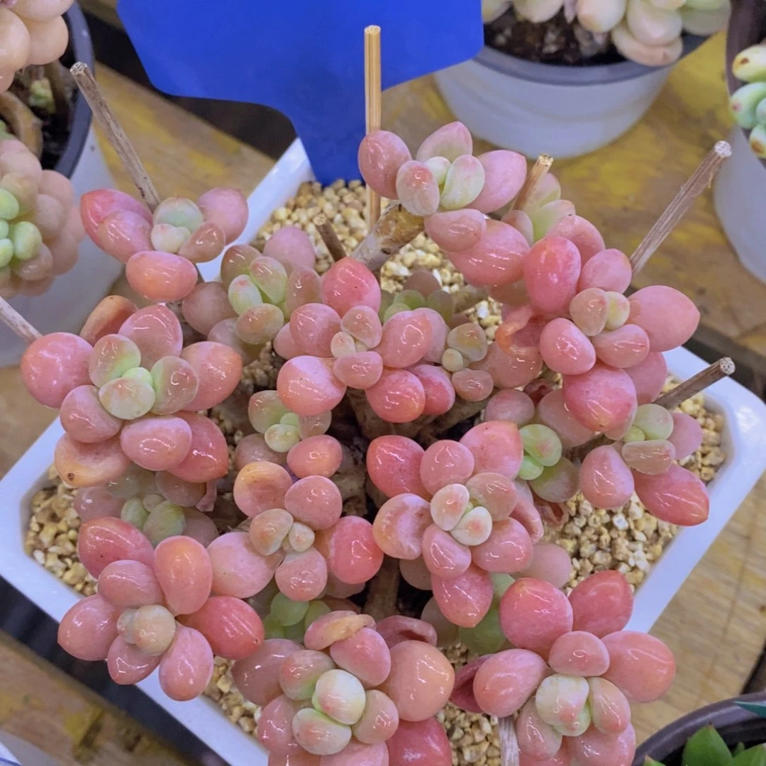 开心多肉,专场2,一物一拍,