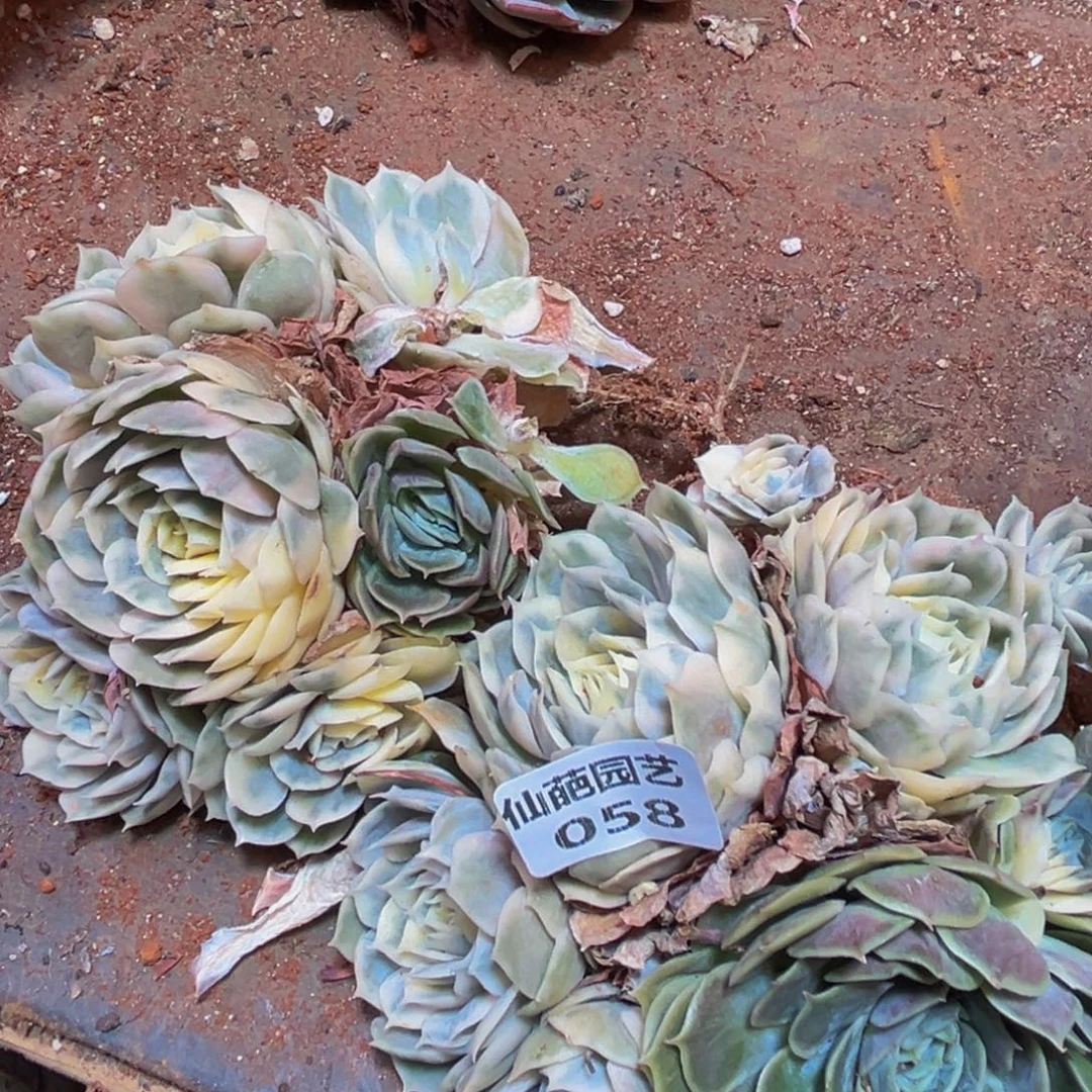 058多肉植物和植物的生长