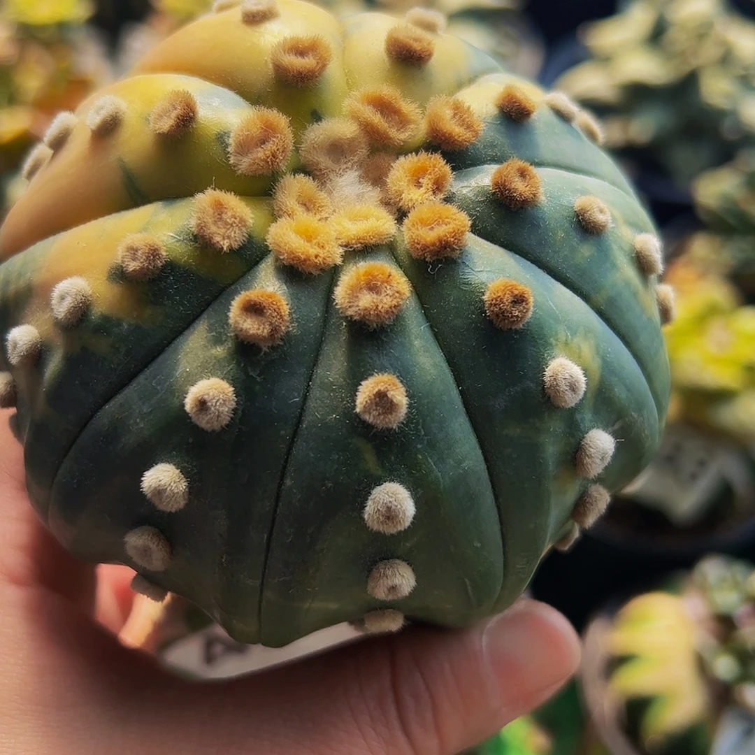 无花朵福利兜锦498
