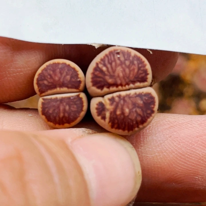 516岛田红窗菊优秀