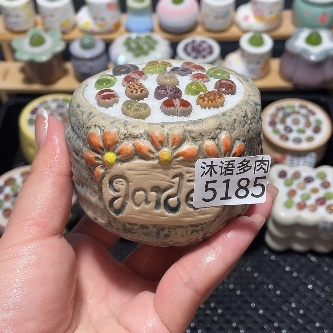 带盆土植物 一物一拍5185