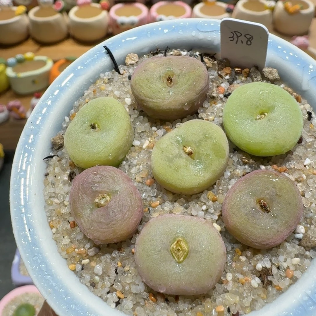 蘑菇1363空卡佛多肉植物