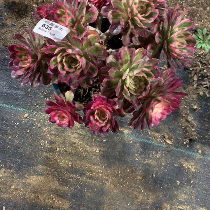 635白月光多肉植物