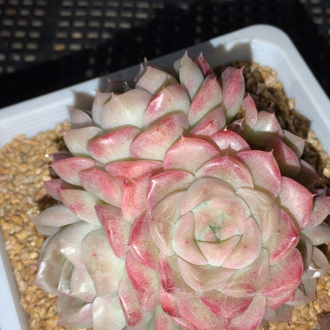 0307-163 麦杆优选