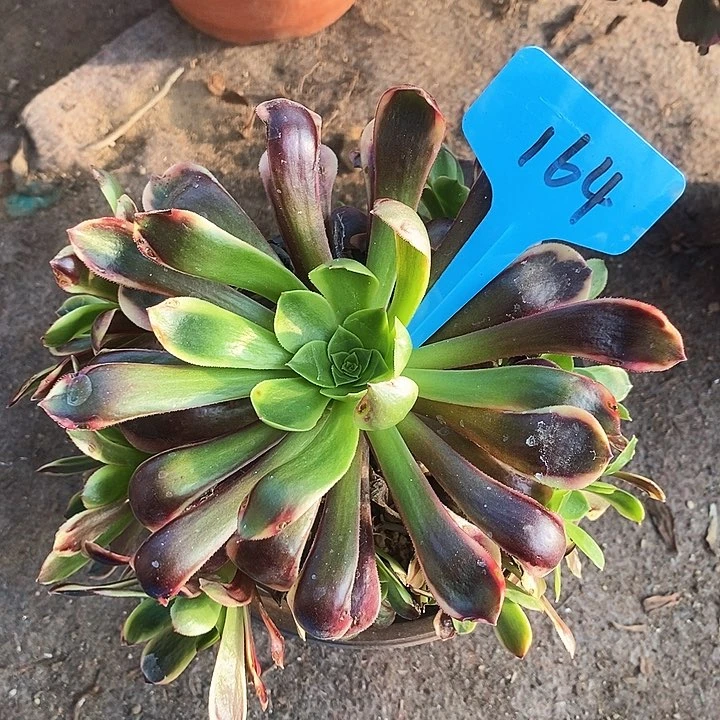164 一颗欧嘉莉法师多肉