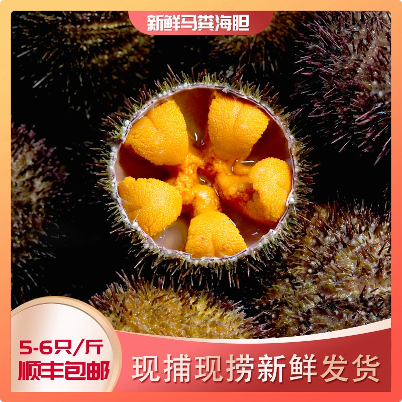5-6头/斤大连马粪海胆当天捕捞鲜活顺丰发货刺身日料海鲜