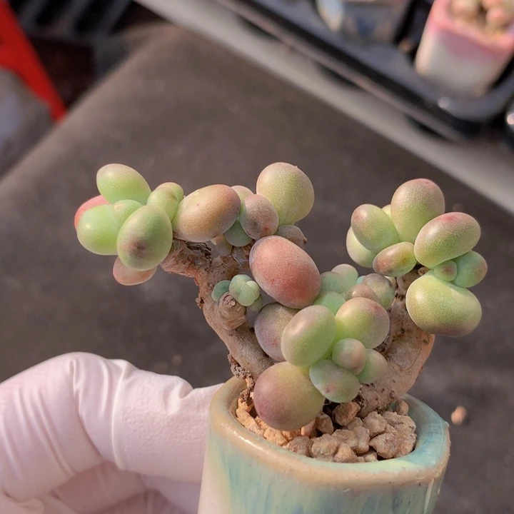 036 苹果美人群生 木质老粗桩