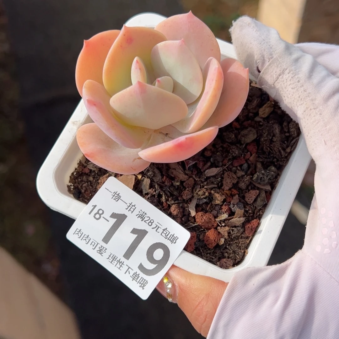 白凤多肉多肉多肉多肉